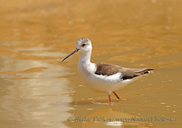 WildLife Photos of Birds, Waders, Black-winged Stilt, Himantopus himantopus